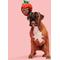 Show in main carousel: BARK Barkbox Chocolate Slobber Strawberry Plush Dog Toy, Multicolor, Medium/Large slide 5 of 7
