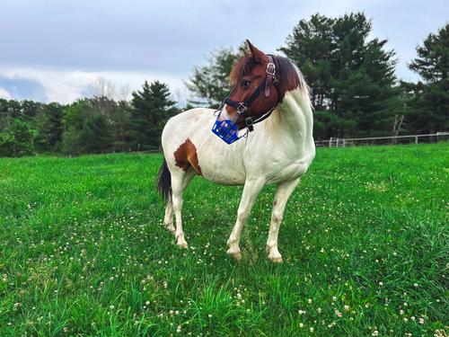 Show full view: GreenGuard Grazing Horse Muzzle, Blueberry, Pony slide 9 of 9
