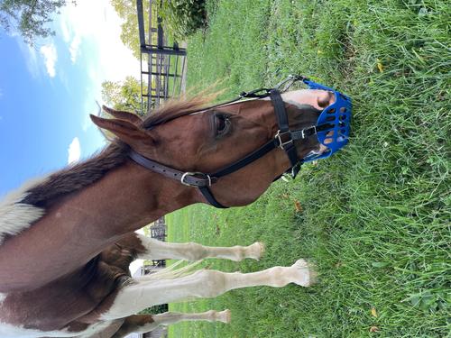 Show full view: GreenGuard Grazing Horse Muzzle, Blueberry, Horse slide 6 of 8