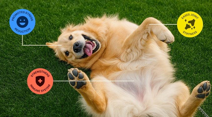 Promotes stress reduction. Eases joint stiffness. Strengthens immune system.