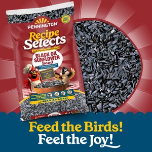 Pennington Select Black Oil Sunflower Seed Wild Bird Food, 40-lb bag