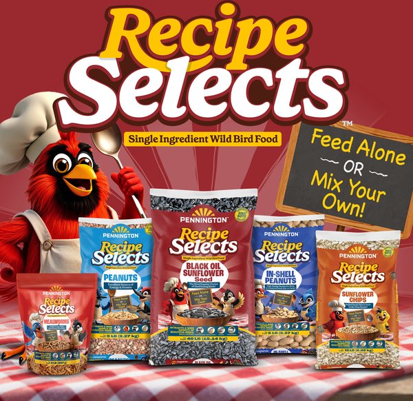 Show full view: Pennington Select Black Oil Sunflower Seed Wild Bird Food, 40-lb bag slide 9 of 12