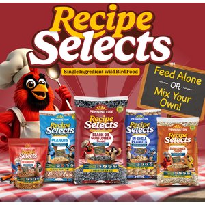 Pennington Select Black Oil Sunflower Seed Wild Bird Food, 40-lb bag