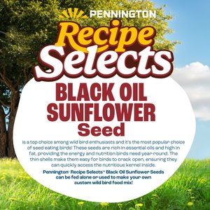 Pennington Select Black Oil Sunflower Seed Wild Bird Food, 40-lb bag