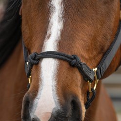 Weaver Equine Breakaway Horseman's Halter, Black, Small slide 2 of 8