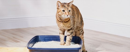 cat in litter box