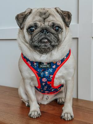 Show full view: Sassy Woof MLB x Peanuts New York Yankees Adjustable Dog Harness, Small: 16 to 21-in chest slide 5 of 6