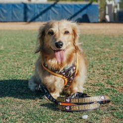 Sassy Woof MLB x Peanuts San Diego Padres Adjustable Dog Harness, Medium: 18 to 25-in chest slide 2 of 5