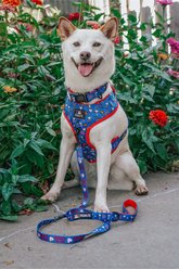 Sassy Woof MLB x Peanuts Chicago Cubs Adjustable Dog Harness, Medium: 18 to 25-in chest slide 2 of 5