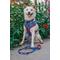 Show in main carousel: Sassy Woof MLB x Peanuts Chicago Cubs Dog Leash, 5-ft long, 3/4-in wide slide 6 of 6