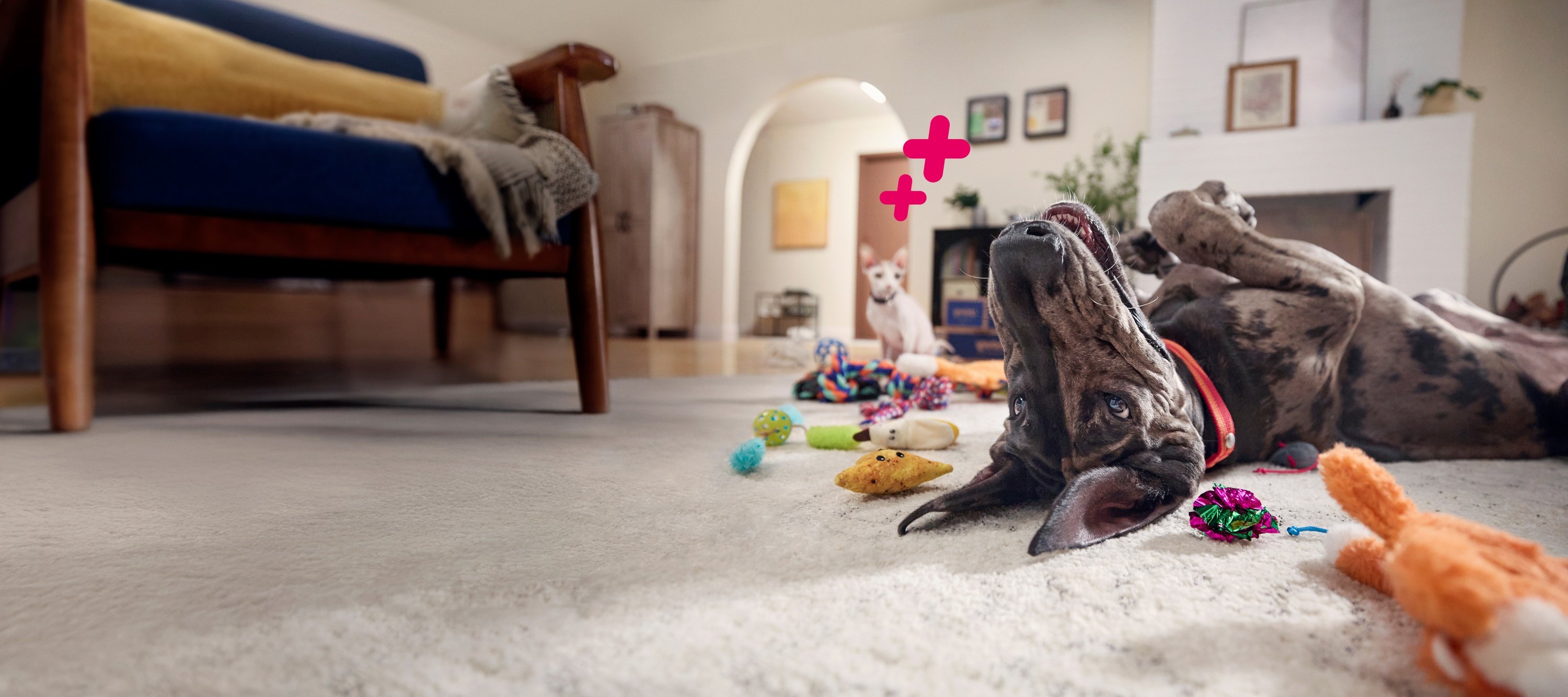 pet-banner-header-image