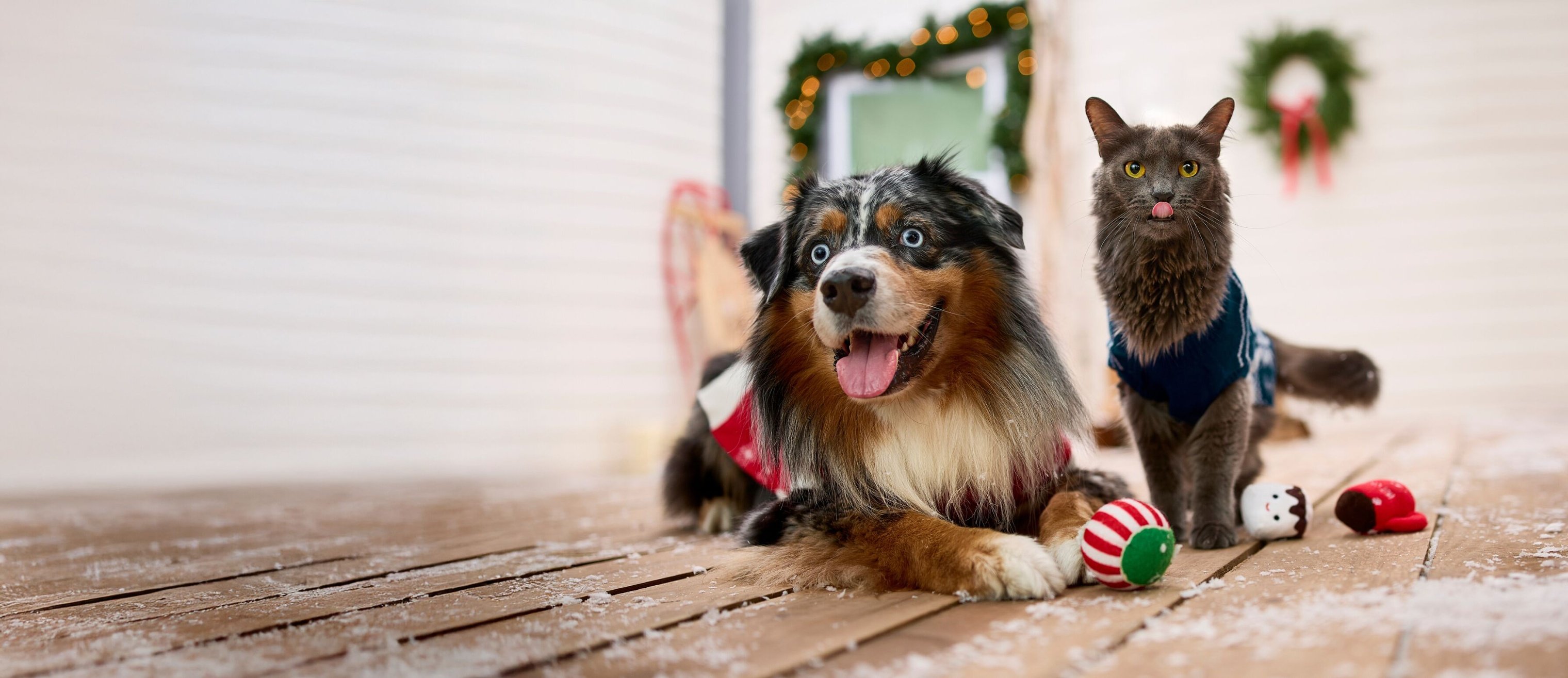 pet-banner-header-image