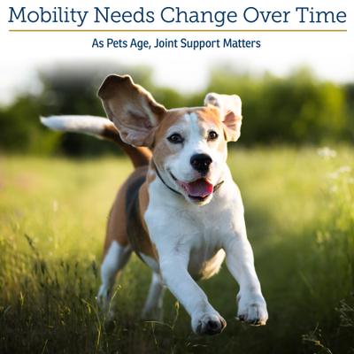 Show full view: Rx Vitamins MegaFlex Powder Joint Supplement for Cats & Dogs, 600-g jar slide 5 of 10