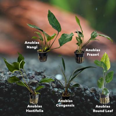 Show full view: Quinn's Fins Ruff & Tough Stuff Live Plants, 5 count slide 2 of 2