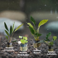 Quinn's Fins Ruff & Tough Stuff Live Plants, 4 count slide 2 of 2