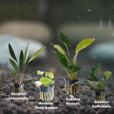 Show full view: Quinn's Fins Ruff & Tough Stuff Live Plants, 4 count slide 2 of 2