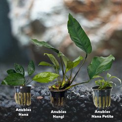 Quinn's Fins Anubias Nana Petite, Anubias Nangi, Anubias Nana Submerged Live Plant Pack slide 2 of 2