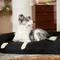 Show in main carousel: Frisco Orthopedic Durable Couch Dog & Cat Bed, Black, Large slide 1 of 10