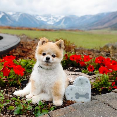 Show full view: Pavilion Home is Where the Dog is Garden Stone, 6-in slide 2 of 3