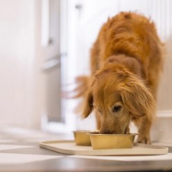 Lanana Creek Farms Electrolyte Replenish for Dogs, 500-mL refill slide 2 of 5