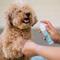 Show in main carousel: Lanana Creek Farms Wound Spray for Dogs, 7.7-fl oz bottle slide 4 of 6