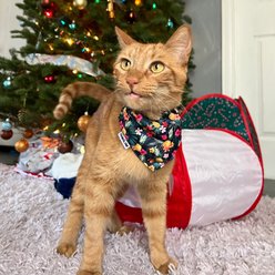 Travel Cat Hawaiian Shirt Style Cat Bandana slide 2 of 5