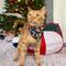 Show in main carousel: Travel Cat Hawaiian Shirt Style Cat Bandana slide 4 of 5