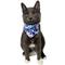 Show in main carousel: Travel Cat Groovy Style Cat Bandana slide 1 of 6
