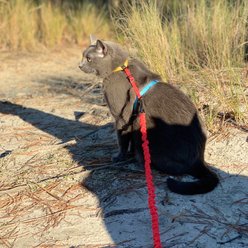 Travel Cat The Day Tripper H-Style Adjustable Cat Harness & Leash Set, Color Block slide 2 of 5