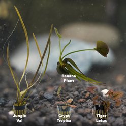 Quinn's Fins Jungle Plants, 4 count slide 2 of 2