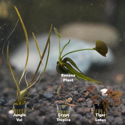 Show full view: Quinn's Fins Jungle Plants, 4 count slide 2 of 2