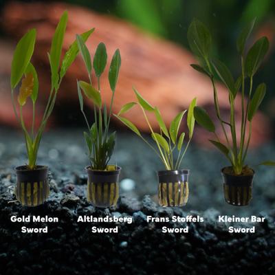 Show full view: Quinn's Fins Blacksmith Dagger My Tank with Sword Plants, 4 count slide 2 of 2