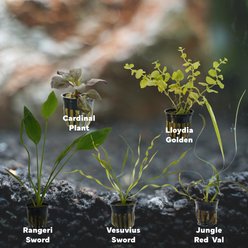 Quinn's Fins Watering Hole Live Plants, 5 count slide 2 of 2