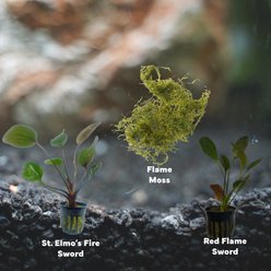 Quinn's Fins Fire Breathing Dragon Plants, Red, Large, 3 count slide 2 of 2