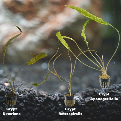 Show full view: Quinn's Fins Jack the Ripper My Tank with Live Cryptocorynes, 3 count slide 2 of 2