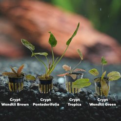 Quinn's Fins Jack the Ripper My Tank with Live Cryptocorynes, 5 count slide 2 of 2