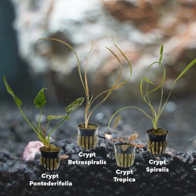 Show full view: Quinn's Fins Jack the Ripper My Tank with Live Cryptocorynes, 4 count slide 2 of 2