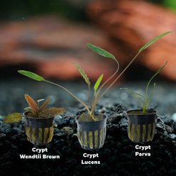 Quinn's Fins Jack the Ripper My Tank with Live Cryptocorynes, Green, Small, 3 count slide 2 of 2