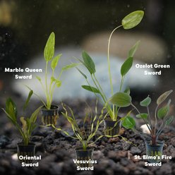 Quinn's Fins Queen Marble Sword, Oriental Sword, Vesuvius Sword, St Elmos Fire Sword, Ozelot Green Sword Submerged Live Plant Pack slide 2 of 2