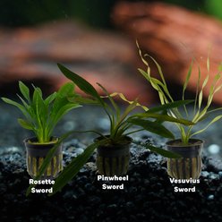 Quinn's Fins Blacksmith Dagger My Tank with Sword Plants, Green, Small, 3 count slide 2 of 2