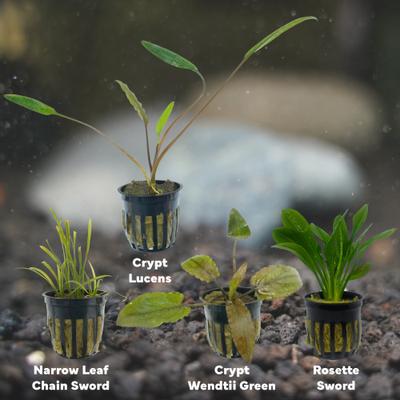 Show full view: Quinn's Fins Watering Hole Live Plants, 4 count slide 2 of 2