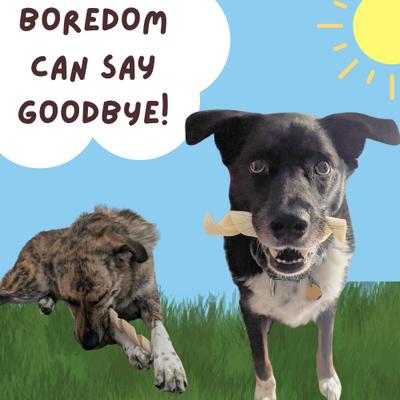 Show full view: Bullysticks And More! 6-in Beef Cheek Spring Dog Treats, 8 count slide 8 of 9