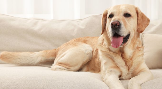 Revolution Topical Solution for Dogs, 5.1-10 lbs, (Purple Box)