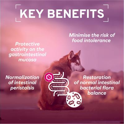 Show full view: Forza10 Active Intestinal Support Diet Dry Dog Food, 22-lb bag slide 6 of 13