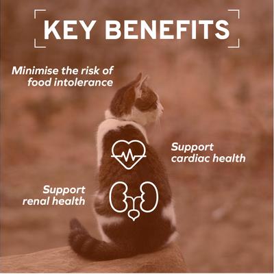 Show full view: Forza10 Actiwet Renal Support Canned Wet Cat Food, 3.5-oz, case of 4 slide 5 of 11