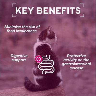 Show full view: Forza10 Actiwet Digestive Support with Salmon Wet Cat Food, 3.5-oz, case of 12 slide 5 of 13