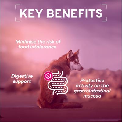 Show full view: Forza10 Actiwet Digestive Support with Salmon Wet Dog Food, 3.5-oz, case of 32 slide 5 of 13