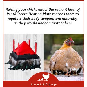 RentACoop Chick Brooder Heating Plate & Anti-Roost Cone Set, 10" x 10", 15-W