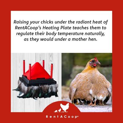 Show full view: RentACoop Chick Brooder Heating Plate & Anti-Roost Cone Set, 10 x 10-in, 15 watt slide 4 of 9