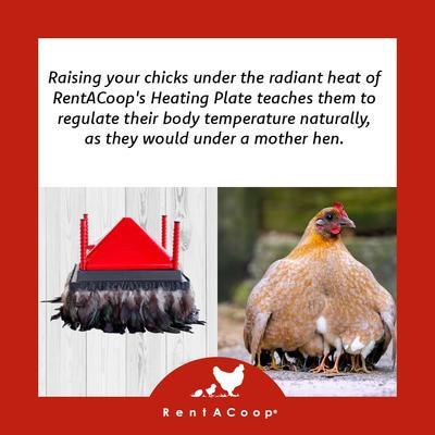 Show full view: RentACoop Chick Brooder Heating Plate & Anti-Roost Cone Set, 12 x 12-in, 22 watt slide 4 of 8